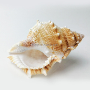 Venta al por mayor Cajas <span class=keywords><strong>de</strong></span> peces Acuarios Decoraciones <span class=keywords><strong>de</strong></span> paisaje Conchas <span class=keywords><strong>de</strong></span> <span class=keywords><strong>Caracol</strong></span> natural Caracoles <span class=keywords><strong>de</strong></span> pepino <span class=keywords><strong>de</strong></span> <span class=keywords><strong>mar</strong></span> - Product Image 4