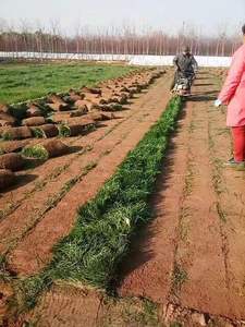 เครื่องขนย้ายหญ้าเทียมเครื่องหนังร่างเครื่องตัดหญ้า - Product Image 3