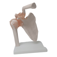 Simulation de formation en sciences médicales, squelette humain grandeur nature, modèle anatomique d'articulation musculaire et d'épaule avec ligaments