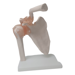 Simulación de Entrenamiento Educativo de ciencia médica, tamaño real, <span class=keywords><strong>esqueleto</strong></span> <span class=keywords><strong>humano</strong></span>, músculo anatómico, modelo de articulación de <span class=keywords><strong>hombro</strong></span> con ligamentos - Product Image 3