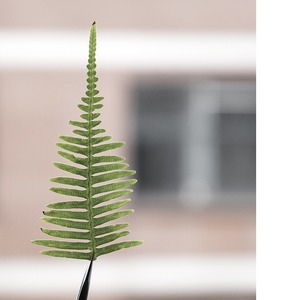 Dicranopteris Dichotoma pressé fleur plante feuille spécimen époxy étui de téléphone portable signet cadre Photo autocollant bricolage à la main - Product Image 1