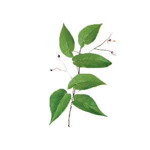 Saf doğal <span class=keywords><strong>Epimedium</strong></span> özü 60% çin orijinal <span class=keywords><strong>Epimedium</strong></span> özü tozu 100% <span class=keywords><strong>Epimedium</strong></span> özü tozu - Product Image 3