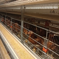 Dimension de type H pour cage de poulet 100000 cages de batterie de cage de poulet pliables pour couche de poulet de volaille avec du fumier