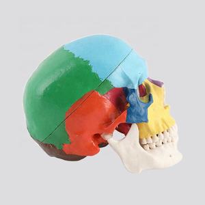 Modelo De Calavera Con Mandíbula Inferior Extraíble Tamaño Natural - Product Image 4