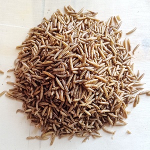 ตัวอ่อนแมลงวันทหารดำอบแห้ง - โปรตีนสูง ผ่านการฆ่าเชื้อด้วยไมโครเวฟ อาหารปลาแซลมอนแอตแลนติกและปลากระเบน ทดแทนอาหารปลา - Product Image 4