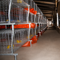 Nouveau système de cages en batterie Agricon type H pour poulets de chair, alimentation/abreuvement automatiques, bande de fumier, cadre en acier galvanisé à chaud 96-160