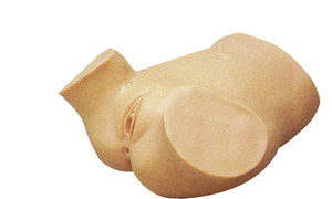Modello di Addestramento per Esame Anale e Vaginale a Quattro Fasi in PVC, Dimensioni Reali, per Ostetricia e Ginecologia - Product Image 2