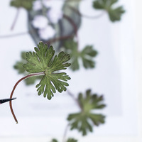 Feuilles de géranium naturel vraies fleurs séchées pressées pour bricolage signet artisanat salle de classe botanique activité Kit
