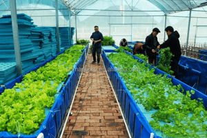 カスタマイズ可能な魚用アクアポニックスシステム｜ラフトベッド・アクアポニックスタンク - Product Image 2