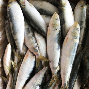 <span class=keywords><strong>Sardinas</strong></span> Congeladas, Pescado Fresco Congelado, Entero y Redondo, IQF, 100-200g, 200-300g, Empaque en Caja a Granel - Product Image 5
