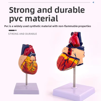 Modèle de cœur humain SCIEDU avec étiquettes numérotées, couvercle amovible - Matériel PVC, outil d'enseignement de l'anatomie, modèle de cœur