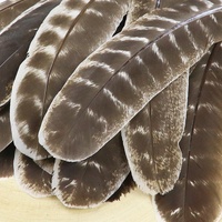 Plumes d'aile de dinde naturelles en vrac, fourniture d'usine, pour la fabrication de stylos à plume, la calligraphie, l'artisanat et la décoration artistique
