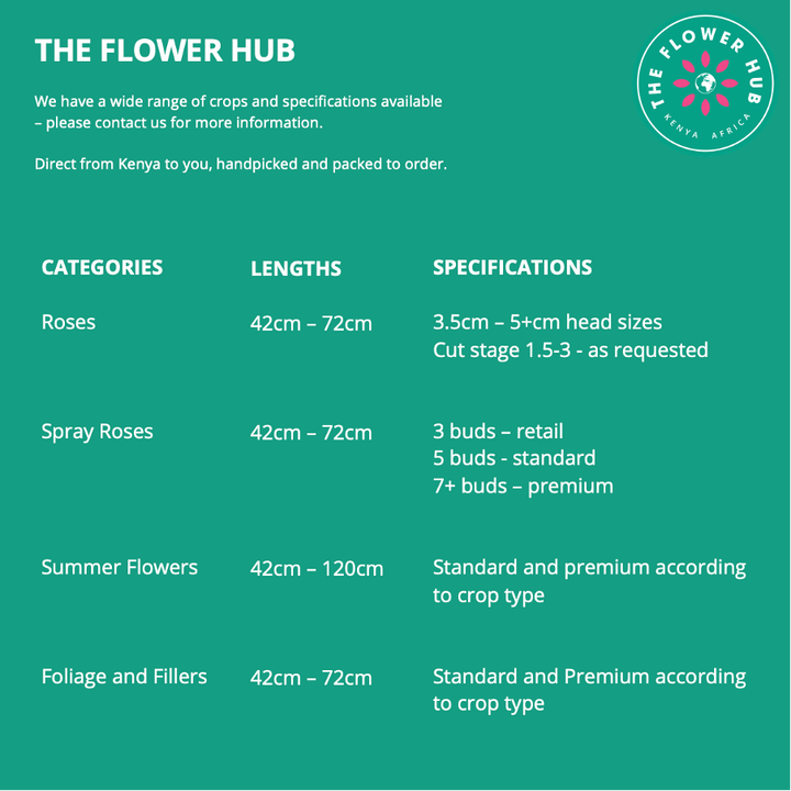 Wholesale Premium Kenyan Large Headed 50cm Fresh Cut Roses Mandala Pink