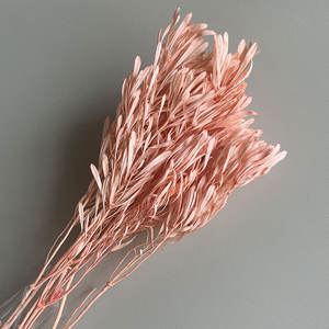 ดอกลียูคาเด็นดรอนวัสดุที่เก็บรักษาไว้สำหรับการจัดดอกไม้ในบ้านและตกแต่งงานแต่งงานวัสดุ2026ใหม่ - Product Image 2