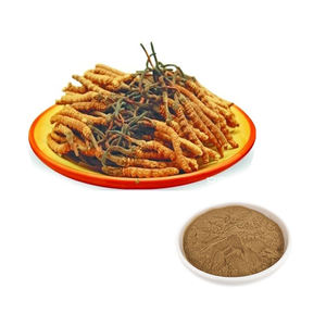 Hongda Supply Cordyceps Extract 10:1 Cordyceps Militaris Extract Powder - Product Image 4