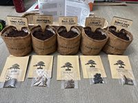 Kit de bonsaï pour débutants, bonsaïs uniques à faire soi-même pour adultes, kit complet de plantes d'intérieur, cadeau de jardinage idéal pour les femmes et les hommes