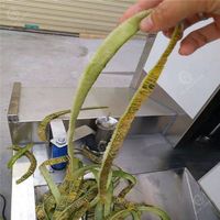 Automatische Mango Ananas Winter Meloen Pompoen Meloen Kokosnoot Wassen Fruit Groente Kokosnoot Snijmachine Schiller Schilmachine