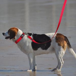 Top Seller 2023 <strong>Dog</strong> <strong>Collar</strong> Night Safety <strong>Reflector</strong> Strip Adjustable Soft Neoprene Padded Pet Nylon RIBBONS Solid 1 Piece/opp Bag - Product Image 6