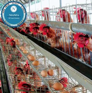 Jaula para Aves de Corral de 10000 Gallinas, Técnica de Malla Soldada, Pantalla Curvada Directamente, Fábrica de Guangzhou, Mercado de Ghana - Product Image 6