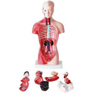 Medische Wetenschap 28Cm 15 Delen Menselijk Torso Model Anatomisch Model Van Menselijke Organen Onderwijs Modelleer Model - Product Image 3