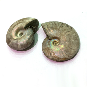 Bán Buôn Cầu Vồng Sáng Bóng Ốc Xà Cừ Ốc Xà Cừ Hóa Thạch Để Trang Trí Nhà - Product Image 2