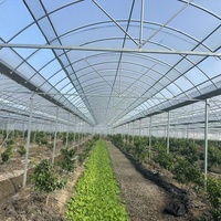 Serre d'extérieur Yanpeng GT BMLD en métal, grande, multi-travées, commerciale, en plastique, pour l'agriculture, facilement assemblable, vente en gros
