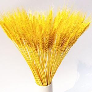 Flora de Verano Yunnan Junio DSF05, Flor Seca Orgánica Natural Decorativa de Tallo Largo de 70-80 cm para Interiores - Product Image 1