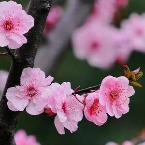 Extrato de Pólen de Pêssego <span class=keywords><strong>100%</strong></span> Puro e <span class=keywords><strong>Natural</strong></span> de Alta Atividade |   Venda Quente Especializada para Polinização de Frutíferas - Product Image 2