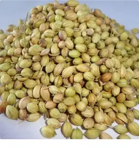 ZZH Supply 100% pure natural coriander seeds spices coriander dried wholesale best price seeds