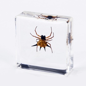 Paperweight Bọ Cạp nhựa Mẫu Giáo Dục Công cụ côn trùng mẫu vật để bán - Product Image 2