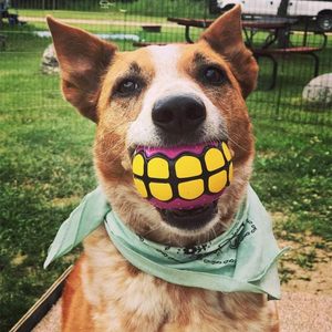 Interactive Cute Fashion <b>Dog</b> Chew Toy <b>Balls</b> Bruxism Novelty Vinyl <b>Ball</b> Vocal Colorful Tooth Pattern Design Squeaky Sound Daily - Product Image 2