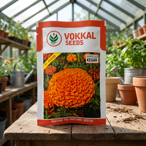 เมล็ดดอกดาวเรืองสีส้ม Vokkal KESAR 1000 เมล็ด คุณภาพพรีเมียมเพื่อดอกไม้สวยงาม - Product Image 2