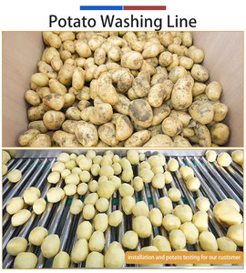 Máquina Industrial de Limpieza de Patatas con Cepillos/Cuchillas Fengxiang 0.5-1t/h, Máquina Automática Personalizada para Pelar y Pulir Patatas - Product Image 6