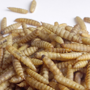 Larvas Secas de Mosca Soldado Negra de Alta Calidad a Granel para Alimento de Aves de Corral - Product Image 5