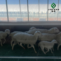 Viande de chèvre / agneau / mouton halal fraîche / surgelée entière ou carcasse à vendre