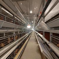Ampoule LED Commerciale pour Volailles E27 48V DC Dimmable IP67 Étanche Sans Scintillement pour Grandes Fermes d'Élevage de Poulets de Chair, de Poules Pondeuses et de Reproducteurs