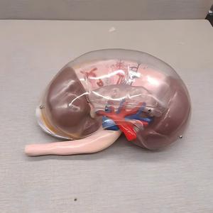 Modelo Anatómico Transparente del Segmento Renal Humano - Herramienta Educativa de <span class=keywords><strong>Nefrología</strong></span> - Product Image 2