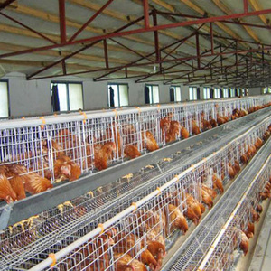 กรงไก่ชั้นอุปกรณ์ในฟาร์มสัตว์ปีกอัตโนมัติสภาพใหม่ - Product Image 3