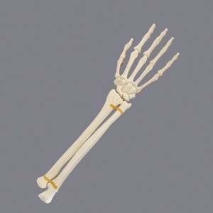 Modèle <span class=keywords><strong>de</strong></span> formation orthopédique gauche et <span class=keywords><strong>droite</strong></span> articulée pour <span class=keywords><strong>la</strong></span> <span class=keywords><strong>main</strong></span> et le poignet en mousse solide KyrenMed pour le forage en atelier - Product Image 3