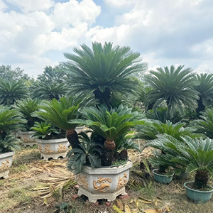 Palmera Cycas para Paisajismo, Proveedor de Plantas Naturales de Vivero, Bonsái Grande, Palmera Sago Perenne para Decoración de Jardines Urbanos - Product Image 5