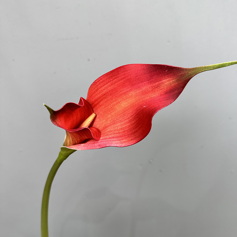 Double-petal calla red