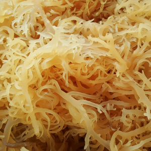 Musgo de mar irlandés salvaje, musgo de mar seco de Vietnam (Ms. Jocasta + 84 978 526 683) - Product Image 1