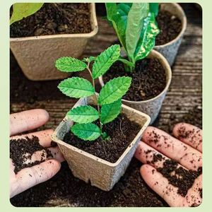 Pots de pépinière biodégradables en vrac |   Gobelets de plantation biologiques avec garantie de décomposition de 90 jours - Product Image 6