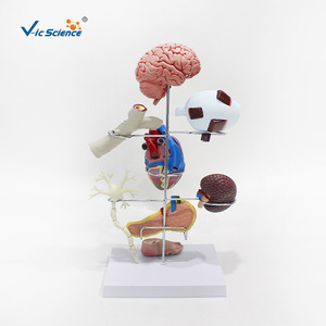 Modelo de diabetes, modelo de anatomía humana, modelo patológico, modelo médico de lesiones - Product Image 4