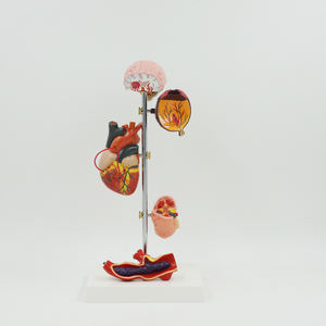 Modèle d'haute pression pour anatomie du cerveau, anatomie, cœur et cerveau, équipement éducatif, démonstration d'anatomie - Product Image 3