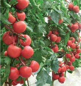 ผงไลโคปีนมี5% <span class=keywords><strong>99%</strong></span> สารสกัดจากมะเขือเทศผงไลโคปีน - Product Image 4