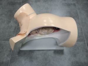 Modèle de cours de livraison pour l'enseignement médical - Product Image 3