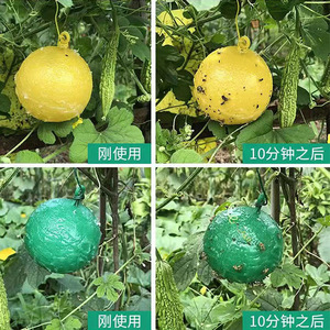 Bolas Adhesivas Amarillas/Verdes para Insectos, Material Hueco Impermeable y No Tóxico, Aptas para <span class=keywords><strong>Plantas</strong></span> de Interior y Jardinería - Product Image 5