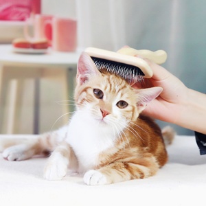 Baoli ODM Wholesale Steel Wire Cleaning Pet Grooming Slicker <strong>Puppy</strong> <strong>Brush</strong> With Long Wooden Handle Slicker <strong>Brush</strong> for Dogs and Cats - Product Image 6