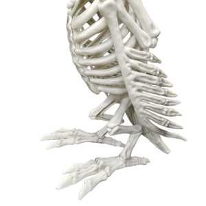 Vulture Skeleton Injection Molding Animal Skeleton Halloween <b>Decoration</b> Patio <b>Decoration</b> Holiday Party Tabletop <b>Decoration</b> - Product Image 3